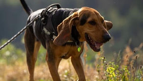 Roxi, le commencement d'une nouvelle vie...