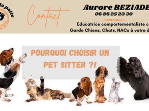 Les avantages de la garde d’animaux à domicile par un pet sitter professionnel et compétent