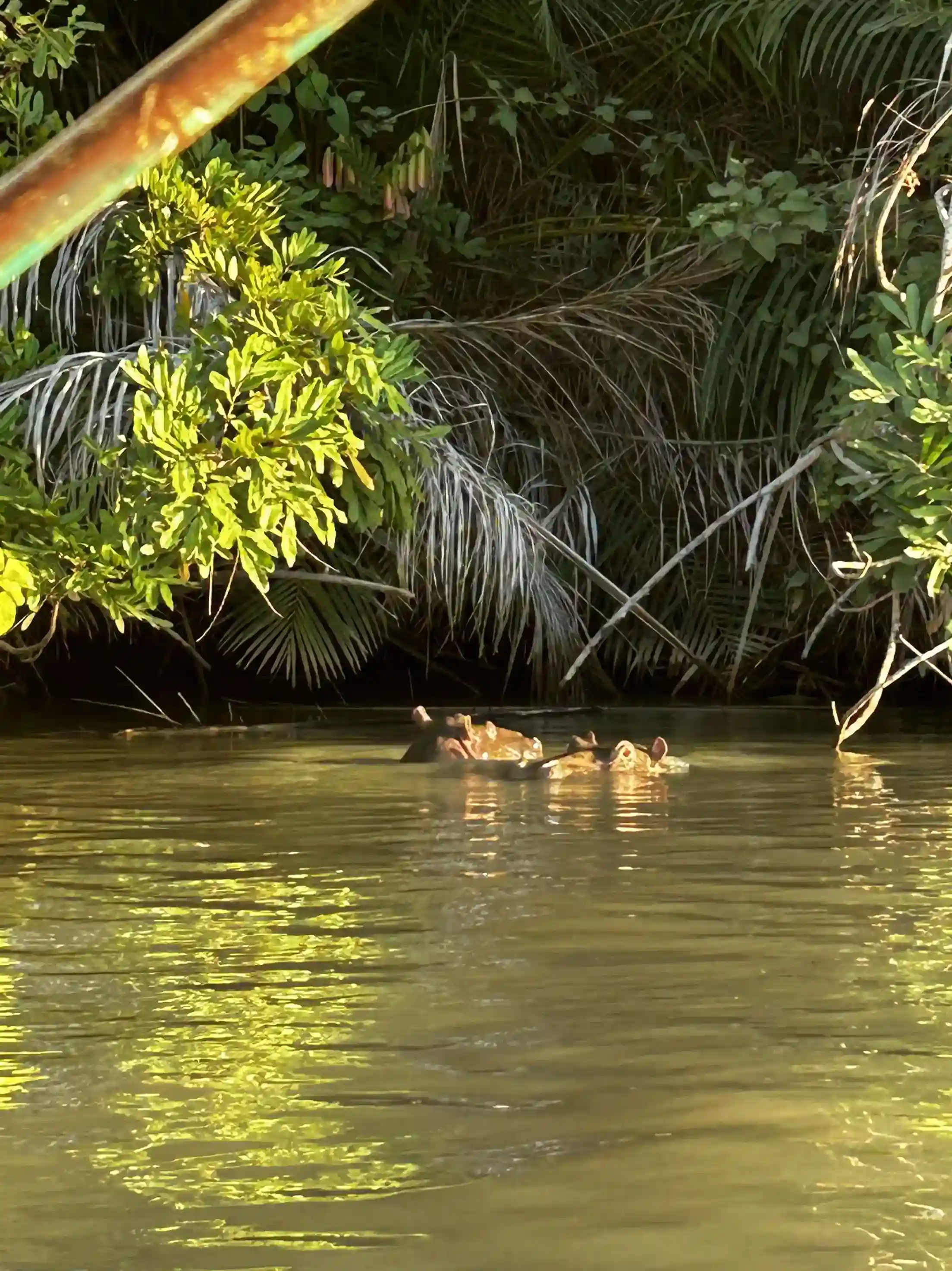 Hipopótamos Parque Nacional Río Gambia