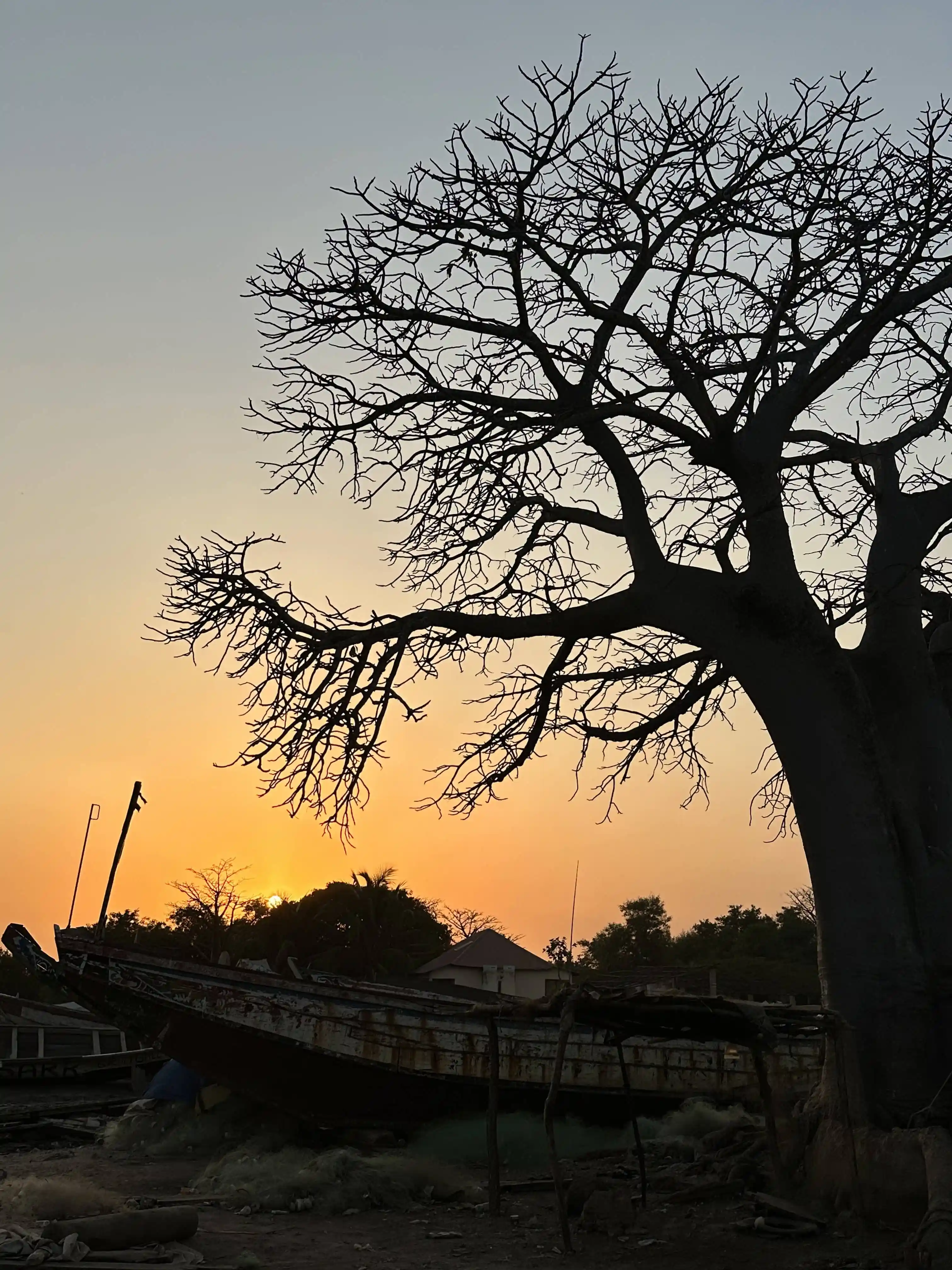 Baobab en Kartong Gambia