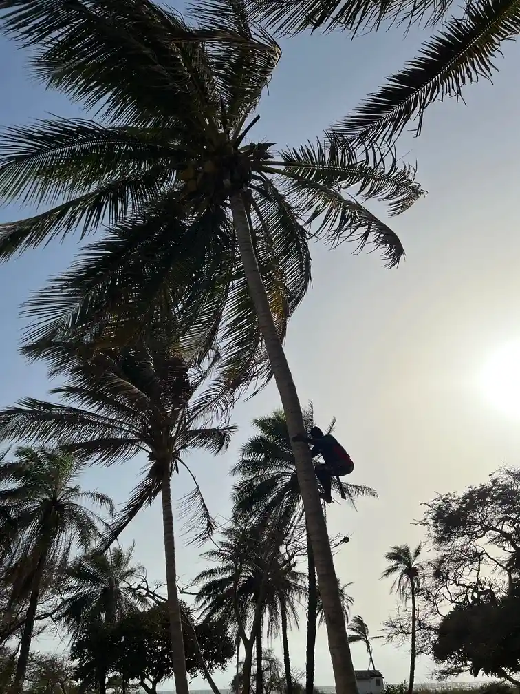 Palmeras en Sanyang Beach Gambia Africa