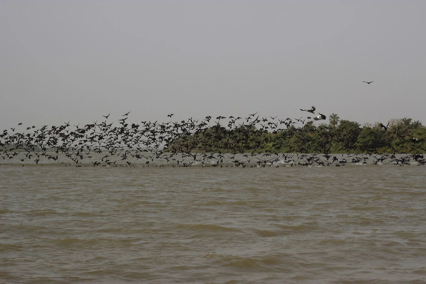 Aves en Bao Bolon Gambia