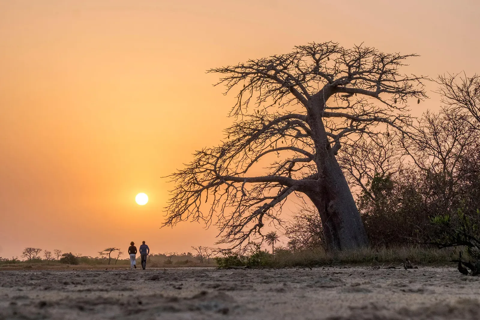 Baobab en la playa Casamance puesta de sol Senegal Africa