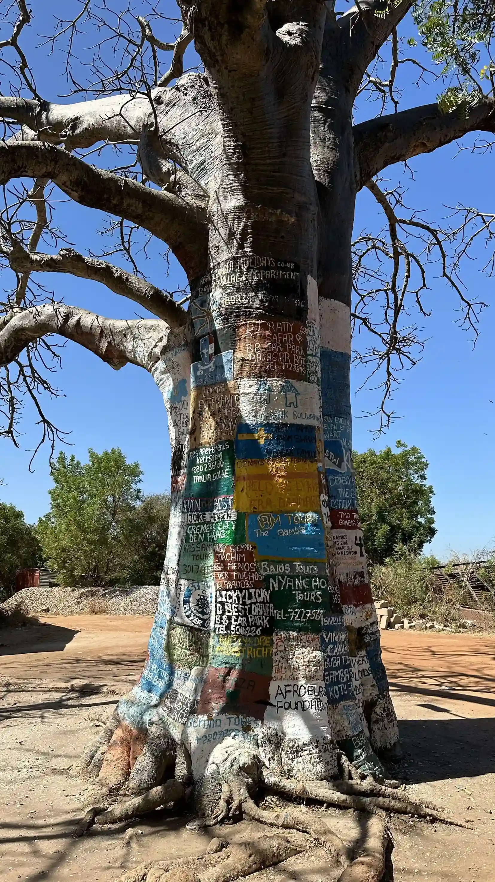 Baobab Gambia Google Africano