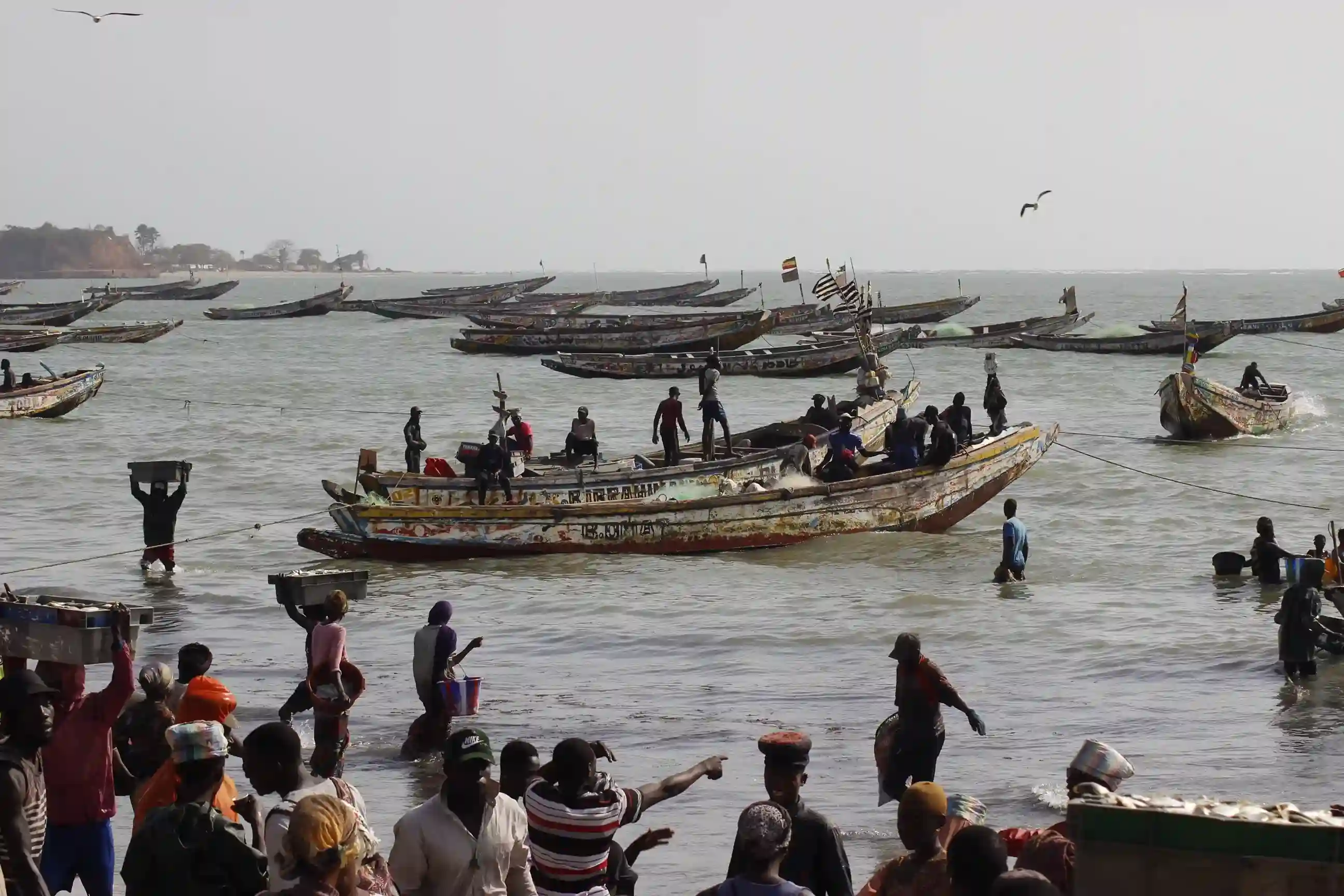 Cayucos llegando al puerto pesquero de Tanji Gambia