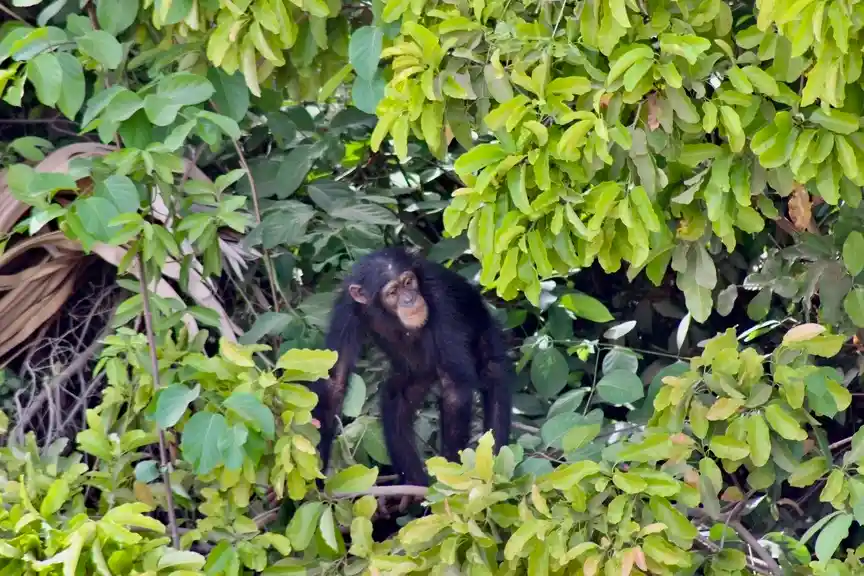 Chimpancé Chimpanzee Rehabilitation Project Gambia River National Park