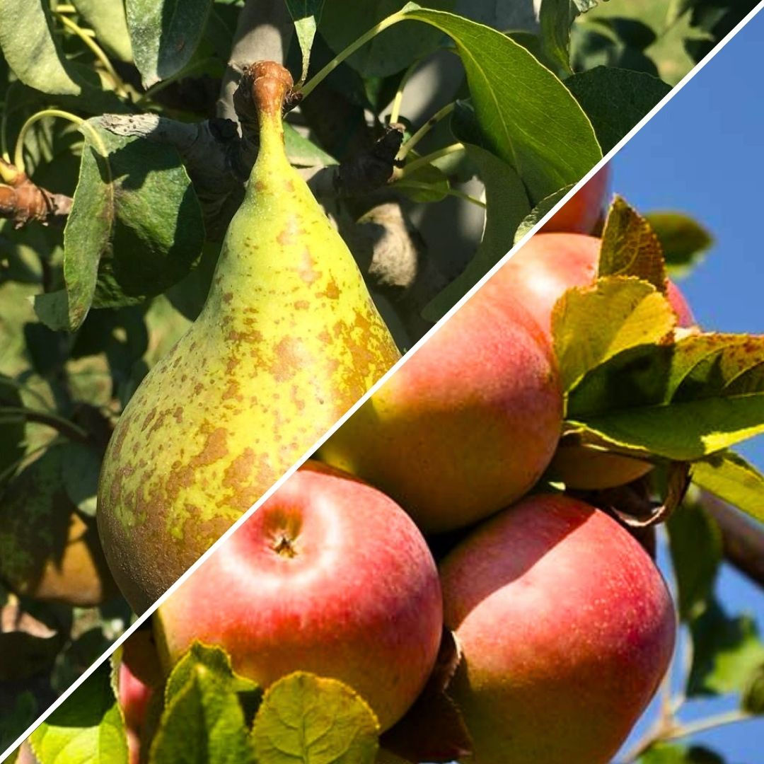 Mixt ECO Poma Fuji/Pera Conference 4kg [Pomona]