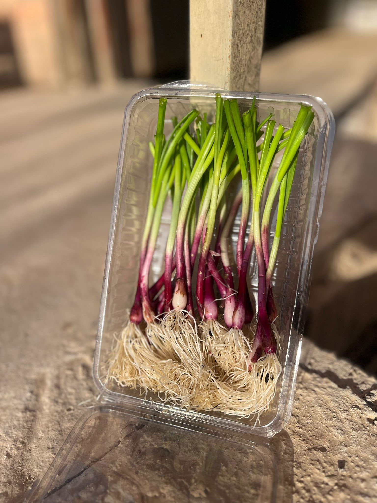 Mini cebes del Prat (N.Farinetes)