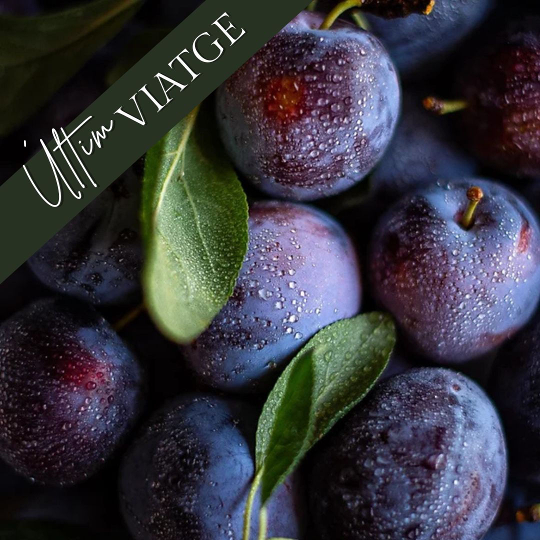 Prunes Negres Eco 4kg [Prunus]