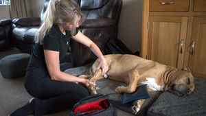 Expert Tips for Enhancing Your Pet's Wellbeing Through Physiotherapy