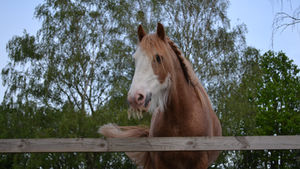 Discover the Benefits of Veterinary Physiotherapy for Your Pet