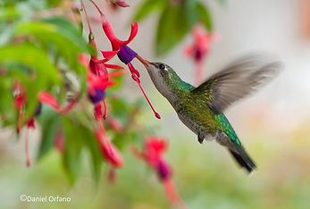 Colibrí.jpg