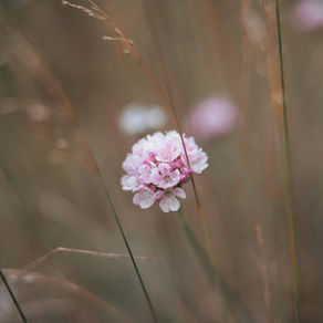 Close up of little pink flower amongst grassy field