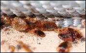 Bed Bugs