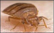 Bed Bug