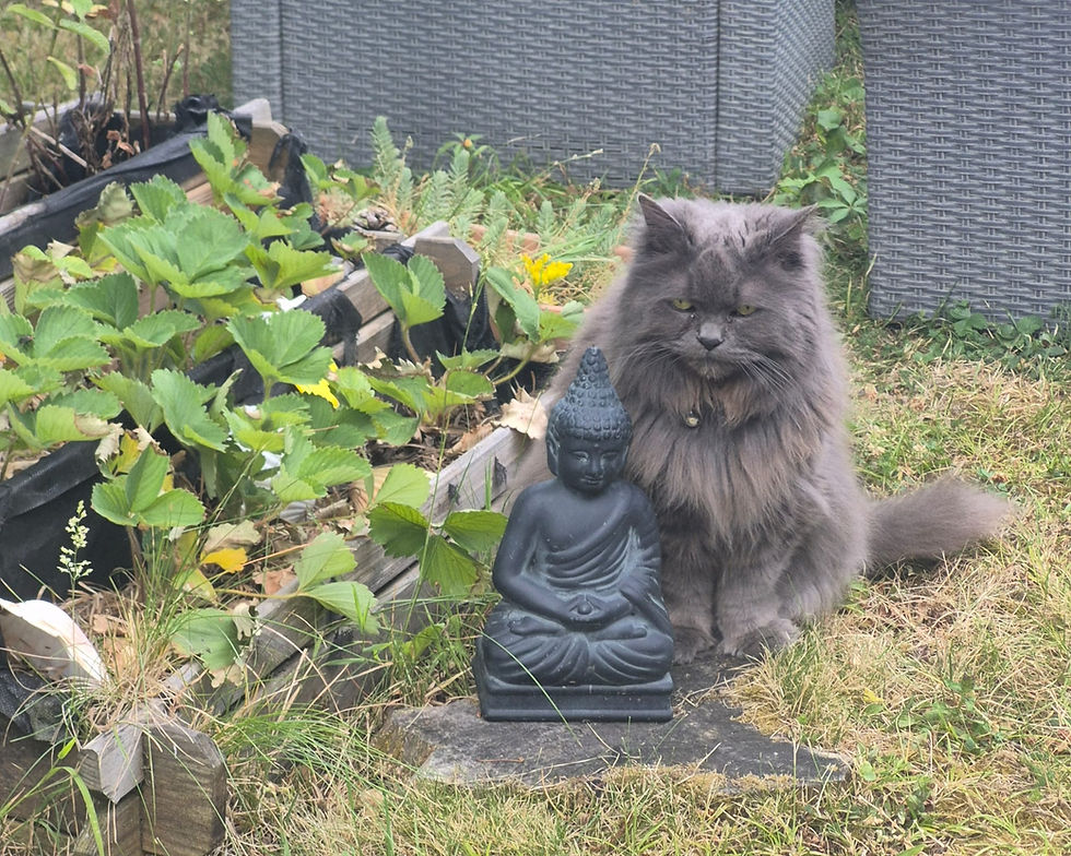 Pensées de chat