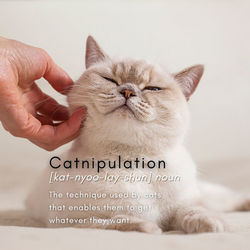 Catnipulation