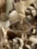 DAWSONshrooms.webp