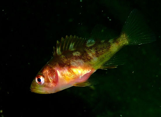 yoy rockfish aa.JPG