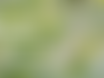 Family Ministry Fellowship