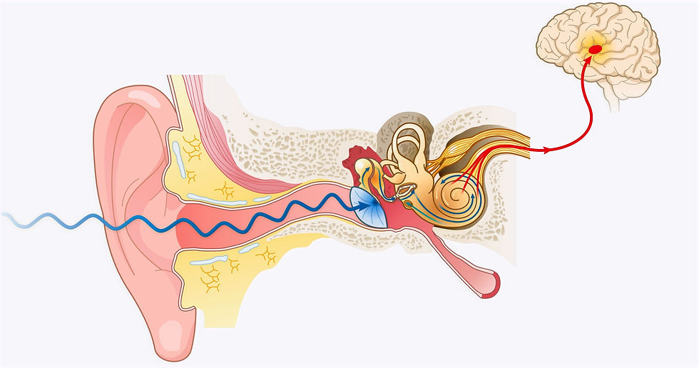 Ear Anatomy_edited.jpg