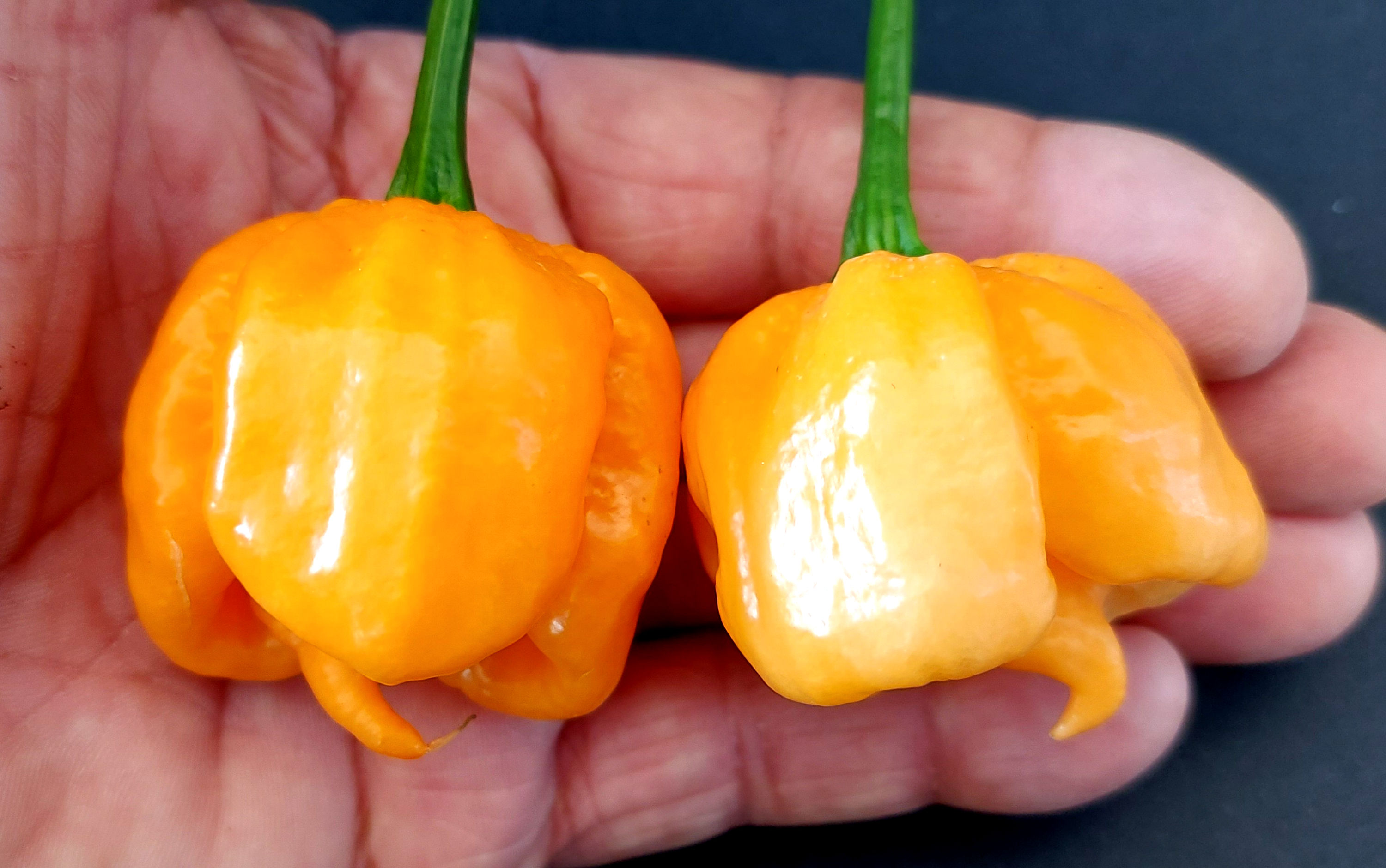 Bahamian Goat Pepper