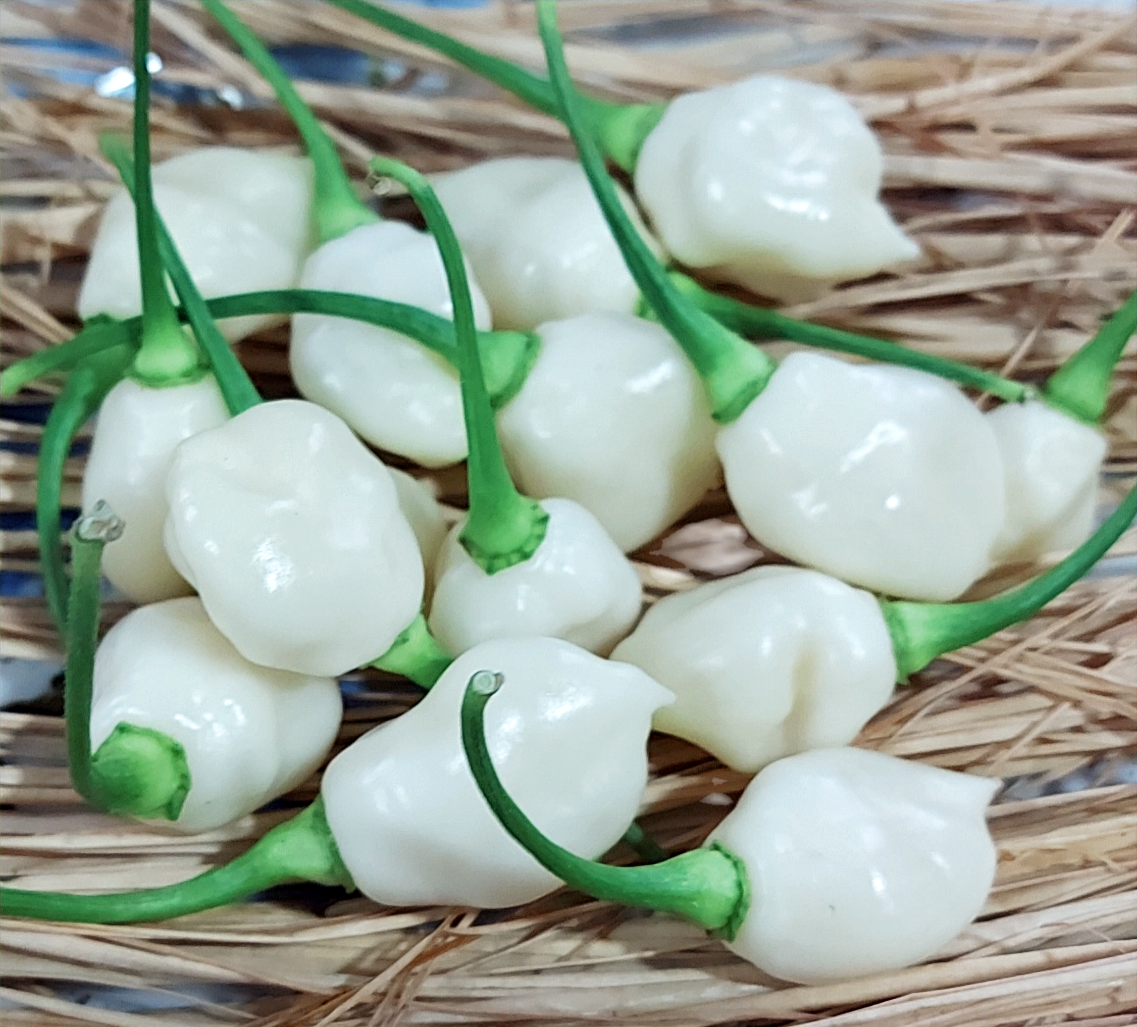Habanero Snow White