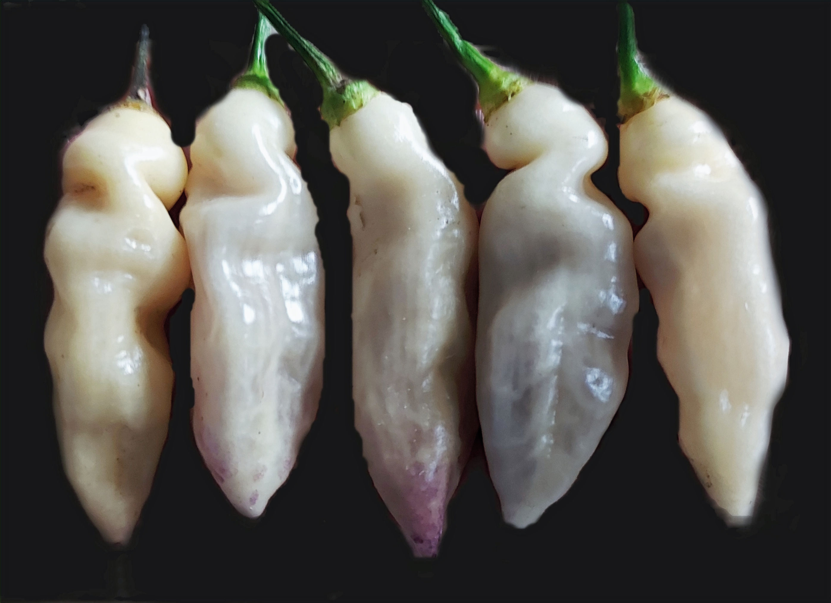 Bhut Jolokia Surprise Cream