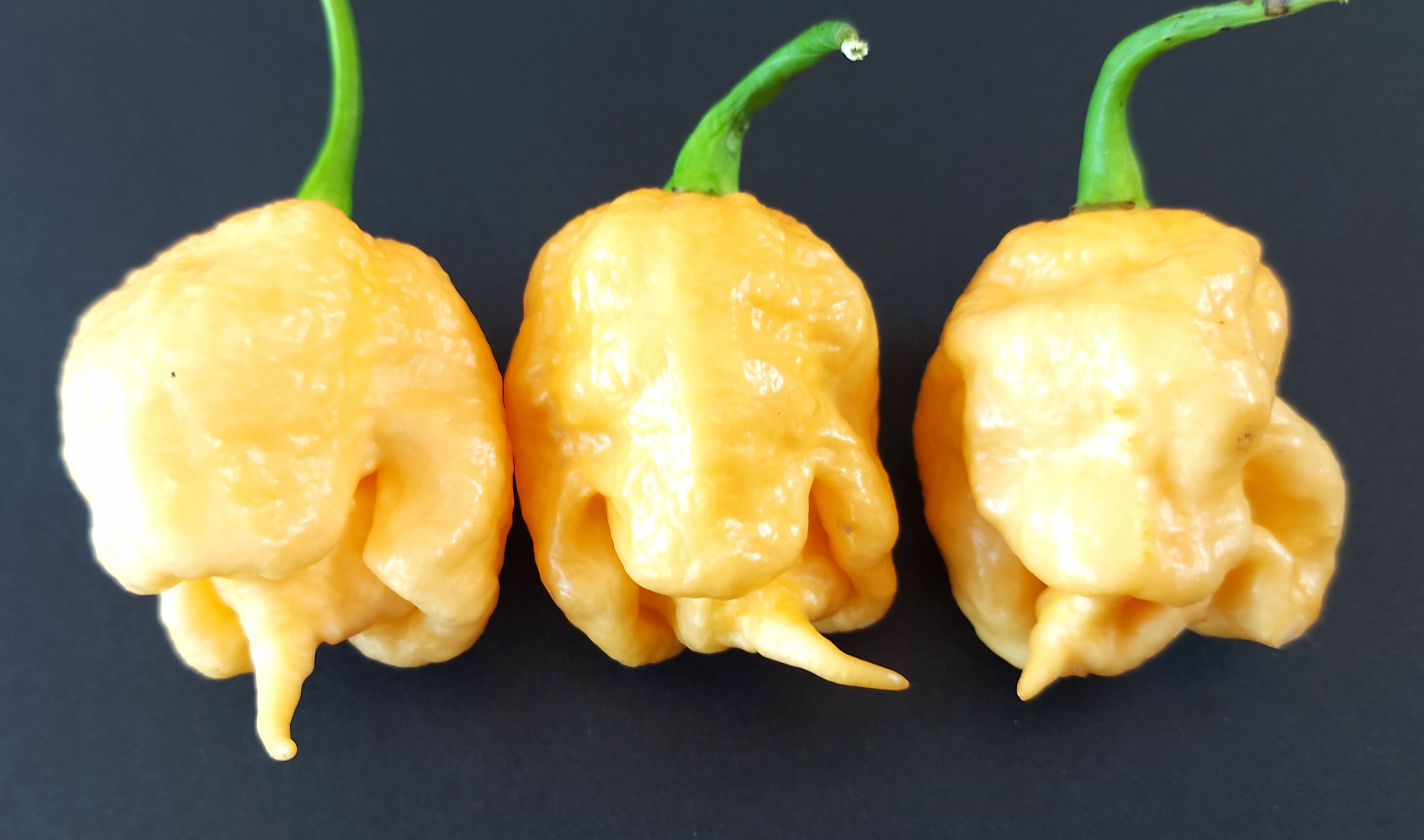 Bahamian Beast Peach