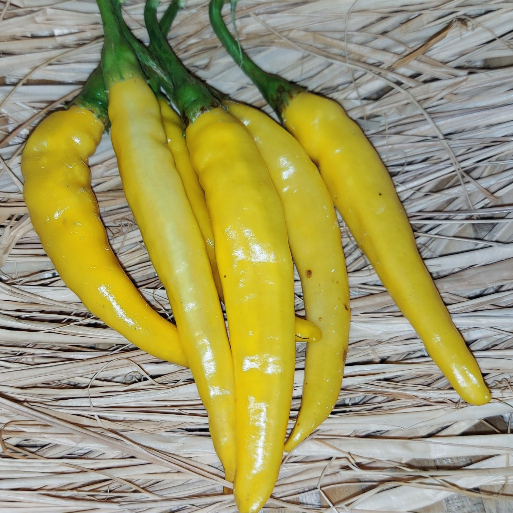 Cayenne Yellow