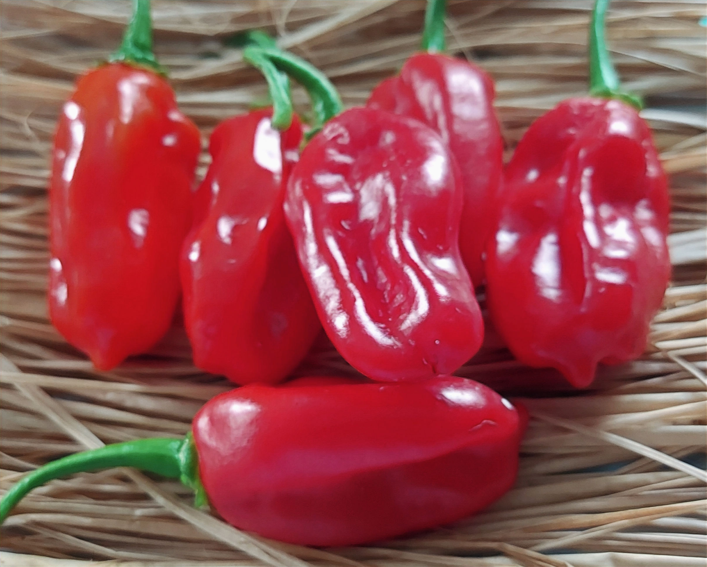 Aji Dulce Red