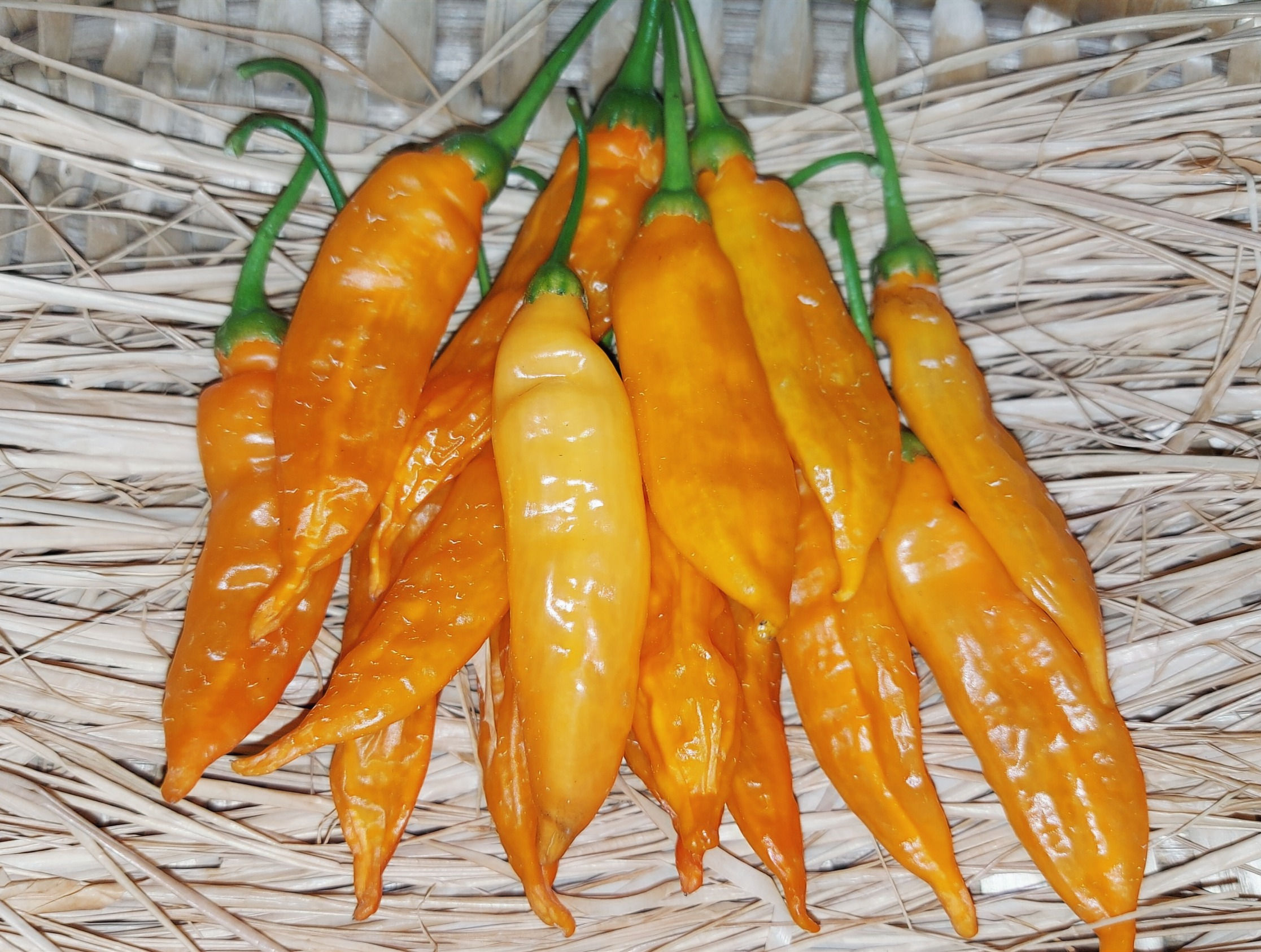 Aji Mango Long