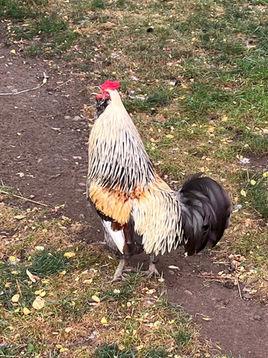 Kylo Hen, a chick is born with a funny Jerry Springer situation on the farm
