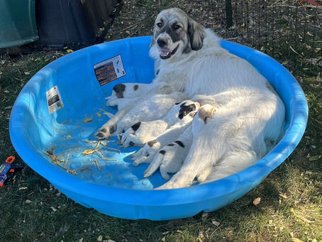 My Puppies think they're the Buffalo Bills' offense. Everybody Eats.