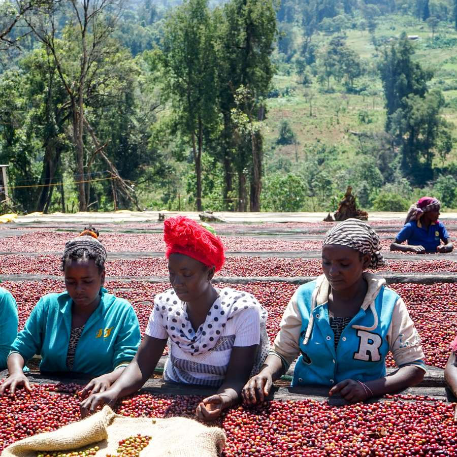 Kenya Peaberry