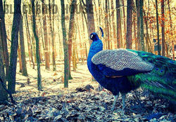 Yellow River Peacock