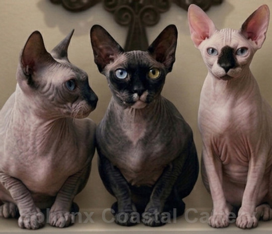 Three Sphynx Cats