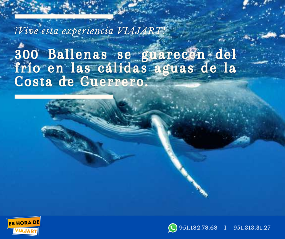 Aventura en Ixtapa: avistamiento de ballenas