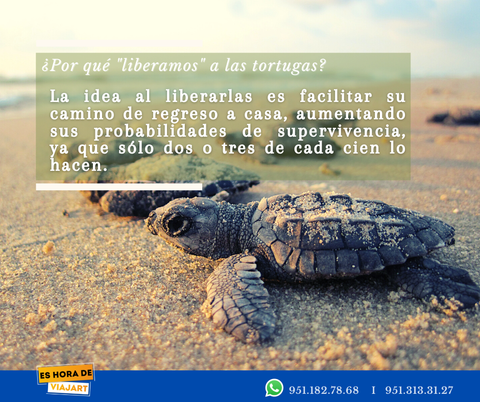 por que liberamos a las tortuga