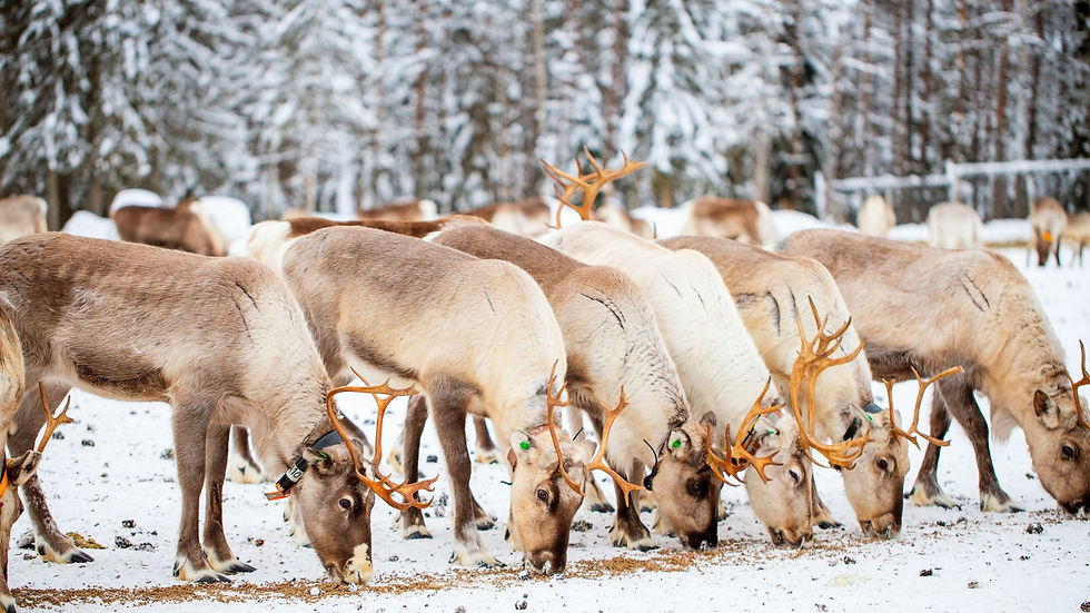 Reindeer Tromso