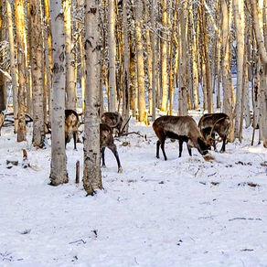 Best Reindeer Tours in Fairbanks, Alaska