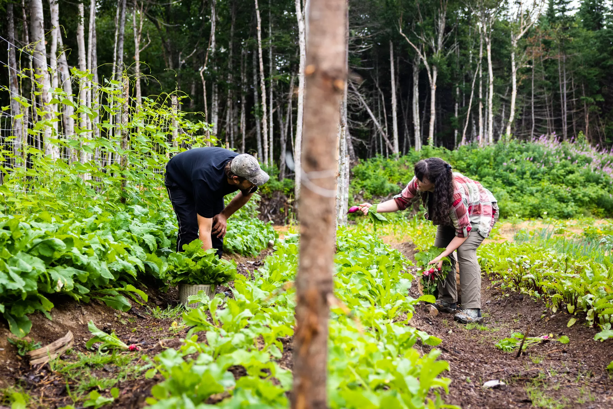 Local Farmers in Newfoundland