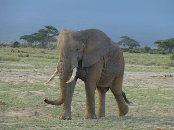 Thumbnail: Laikipia Leisure-Loisaba Star Bed 2Nights