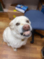 Hank- clinic mascot/CSR