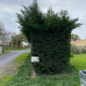 Taille de haie