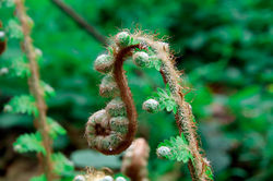 fern-4986858_1920.jpeg