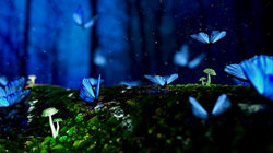 butterfly-2049567_1920.jpeg