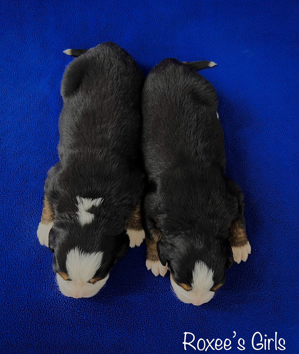 Thumbnail: Roxee’s Girls