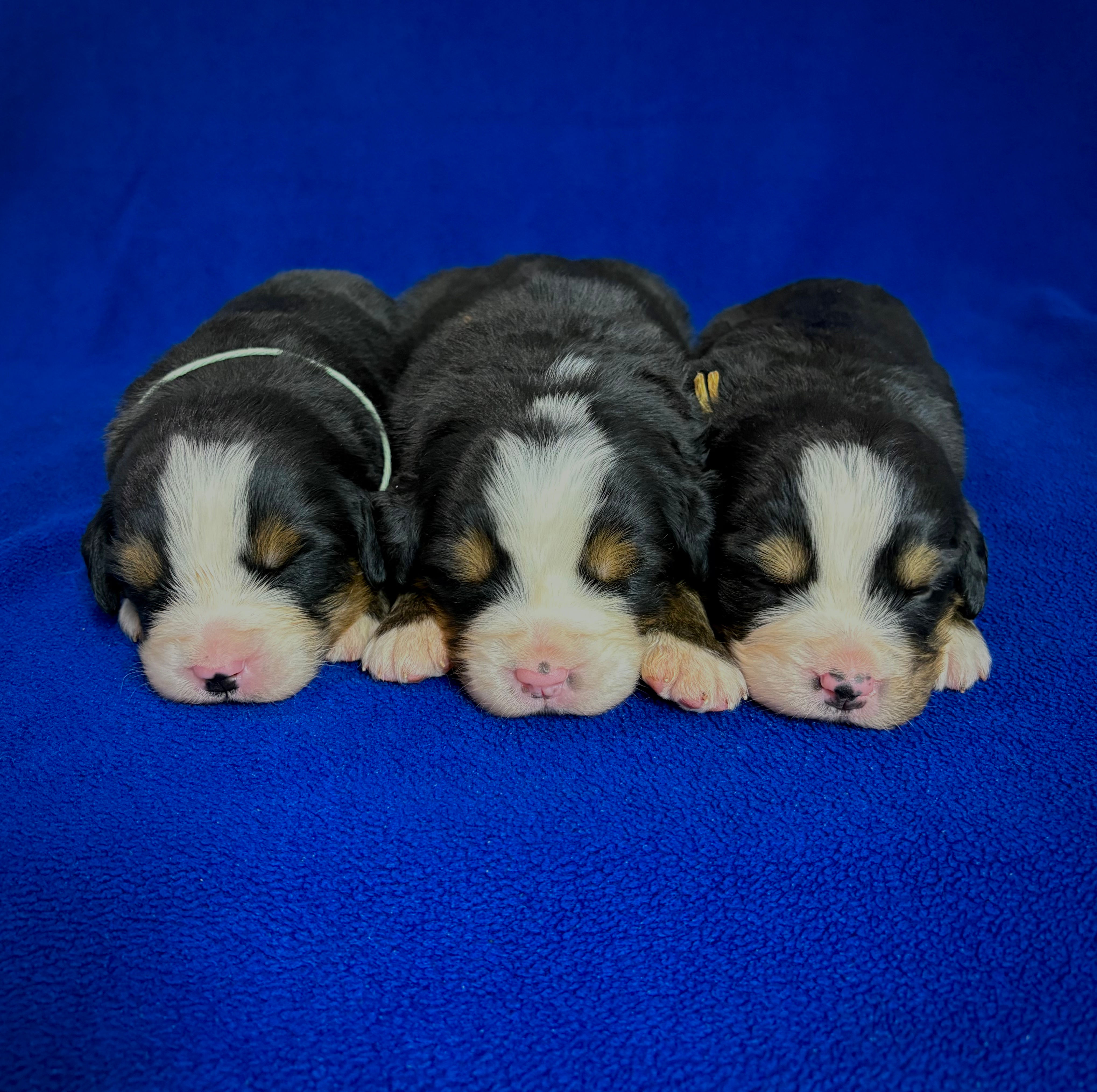 Lucy’s Girls 