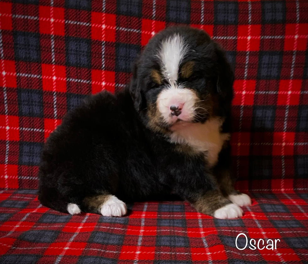 Thumbnail: Oscar (Reserved)